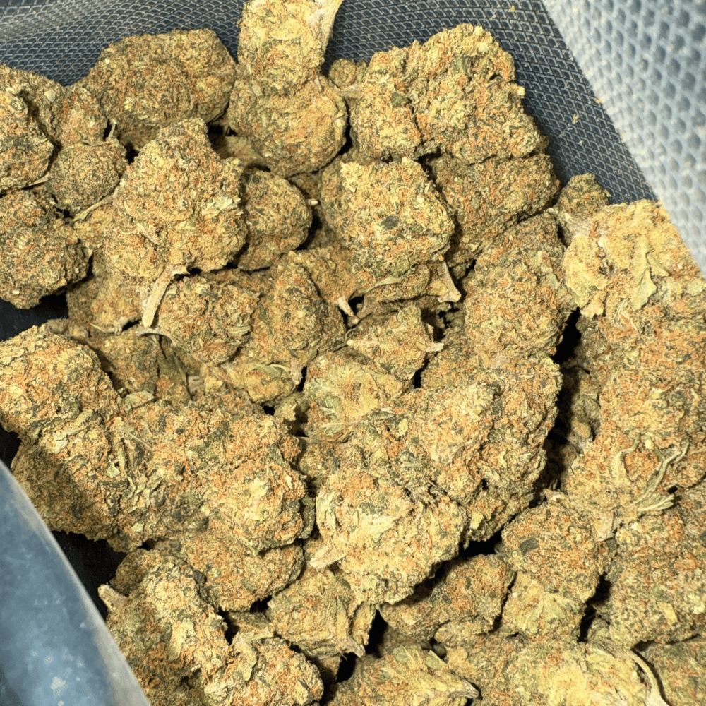 Gasolina Kush CBD⛽ | Vibes